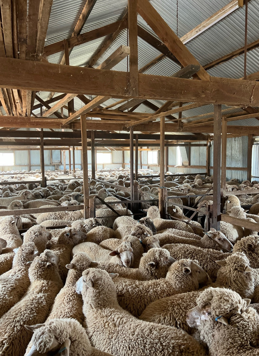 Sheep inside a large barn with wooden beams and metal roof